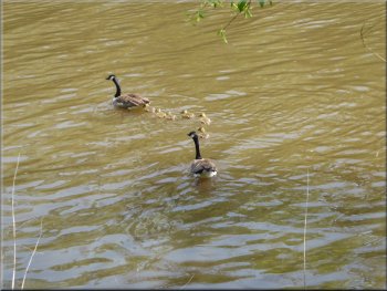 Family of Canada Geese on the river