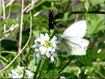 A green veined white butterfly