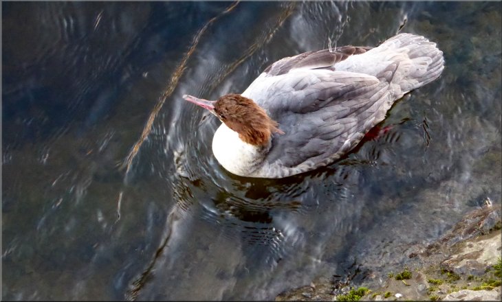 Female goosander, a fish eating duck, on the River Kent