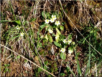Primroses by the track