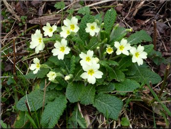 Primroses on the road side