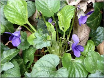 Violets by the road in Brandsby