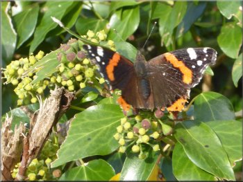 Red admiral butterfly feeding on ivy flowers  on the hedgerow