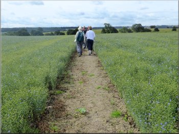 Path through a field of linseed with most of the seed set