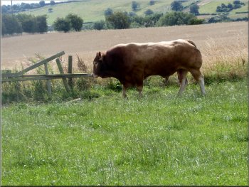 Fine limousin bull in a herd of cattle that we passed