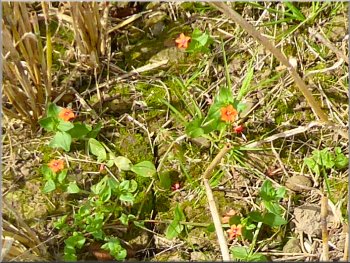 Tiny flowers of scarlet pimpernel amonst the stubble