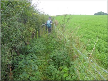 Narrow fence path along the hedge