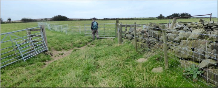 Following the path through the gate & between the sheep hurdles into the next field