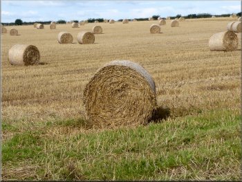 Straw bales after the harvest