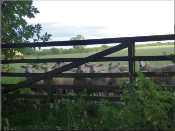 Well grown lambs peering through the gate