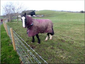 Horse in its winter coat at Springview Farm