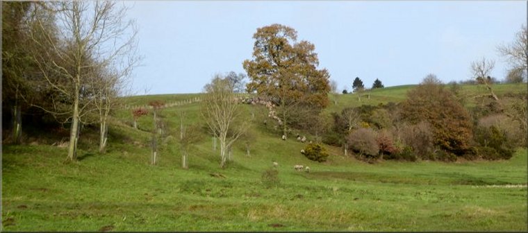Sheep climbing up the escarpment near the end of our walk