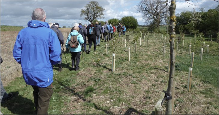 Recent tree planting by the path