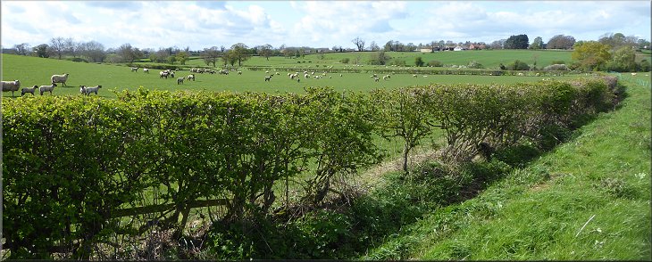 View across the little valley of Goker Beck to Marton-cum-Grafton with the fields full of ewes and their lambs