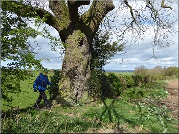 Lovely old ash tree where we crossed the hedge