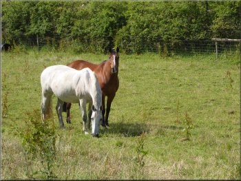 Horses at Thirlby Grange