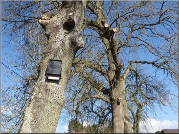  Nesting boxes and a bat box on roadside trees at Lower Askew