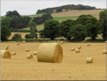 Straw bales awaiting collection from the fields near Hartforth