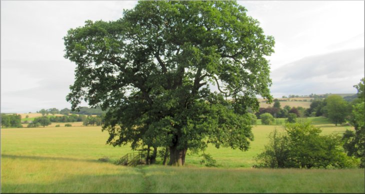 Looking back past this impressive oak tree to the bridge over Smelt Mill Beck