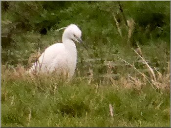 Little Egret feeding by the River Cam