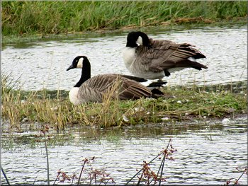 Canada Geese preening by the lake
