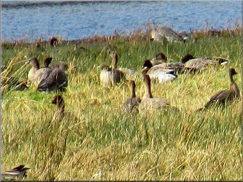 Part of a large flock of Pink Footed Geese