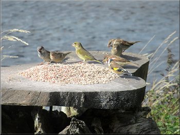 Bird table by the window of the visitor centre