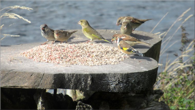 Feeding station by the visitor centre window with a gold finch, green finch, 3 male house sparrows & 2 female house sparrows