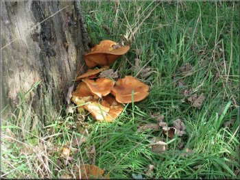 Autumn fungus on a tree stump