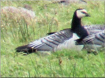 A Barnacle Goose