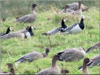Four Barnacle Geese in a flock of Pink Footed Geese