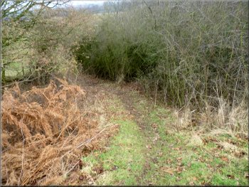 Path, bridleway, through the scrub in the field corner