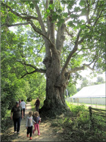 Loveley old sycamore tree by the path