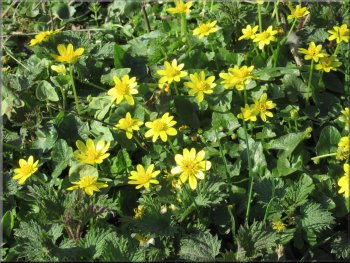 Part of as large clump of celandines by the track