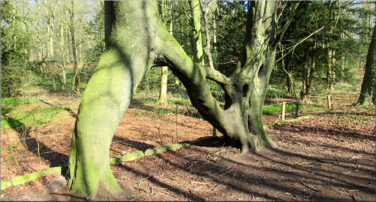 Letter N graft forming Nellie‘s Tree, England‘s Tree of the Year 2018