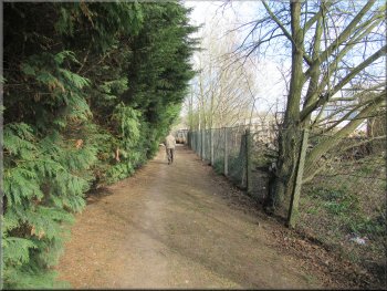 Path between the leylandii and the fence of the compound