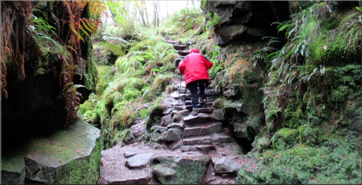 Rough stone steps out of the Lud‘s Church gorge to the birch woods above