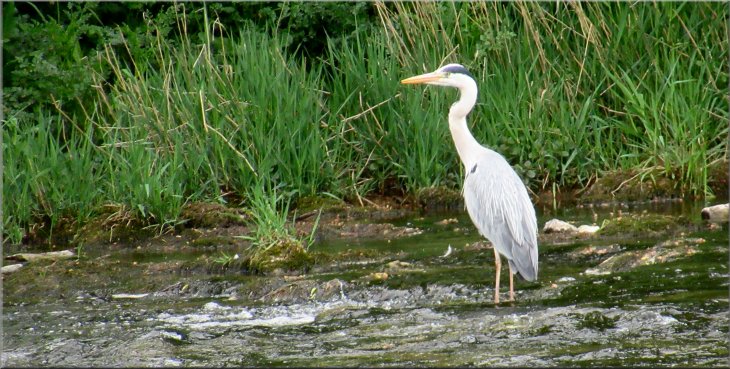 A heron fishing just down river from the shelter where we stopped for a break