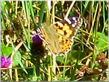 Painted lady butterfly on knapweed by the path
