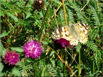 Painted lady butterfly on knapweed by the path