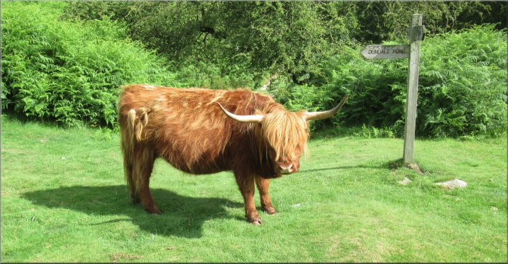 Friendly Highland cow by the finger post