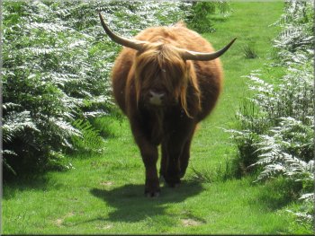 Our Highland cow followed us along the path