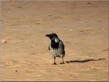 Hooded Crow on the beach