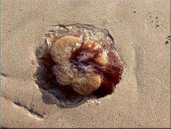 One of many dead jellyfish stranded on the beach