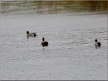There were a few pochard ducks on one of the lakes