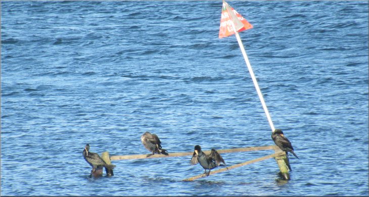 Cormorants seen from the birdwatching hide on the lakeside