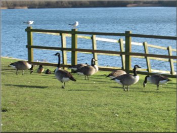 Canada geese on the lakeside at the visitor centre