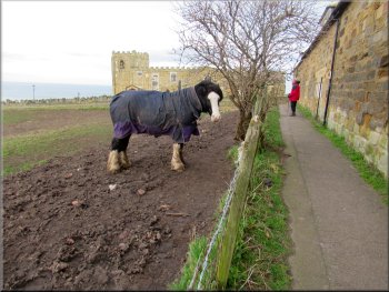 Horse with a coat against the biting wind