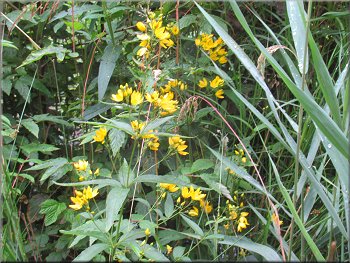 I think this is yellow loosestrife