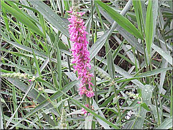 This is purple loosestrife, but it looks pink to me